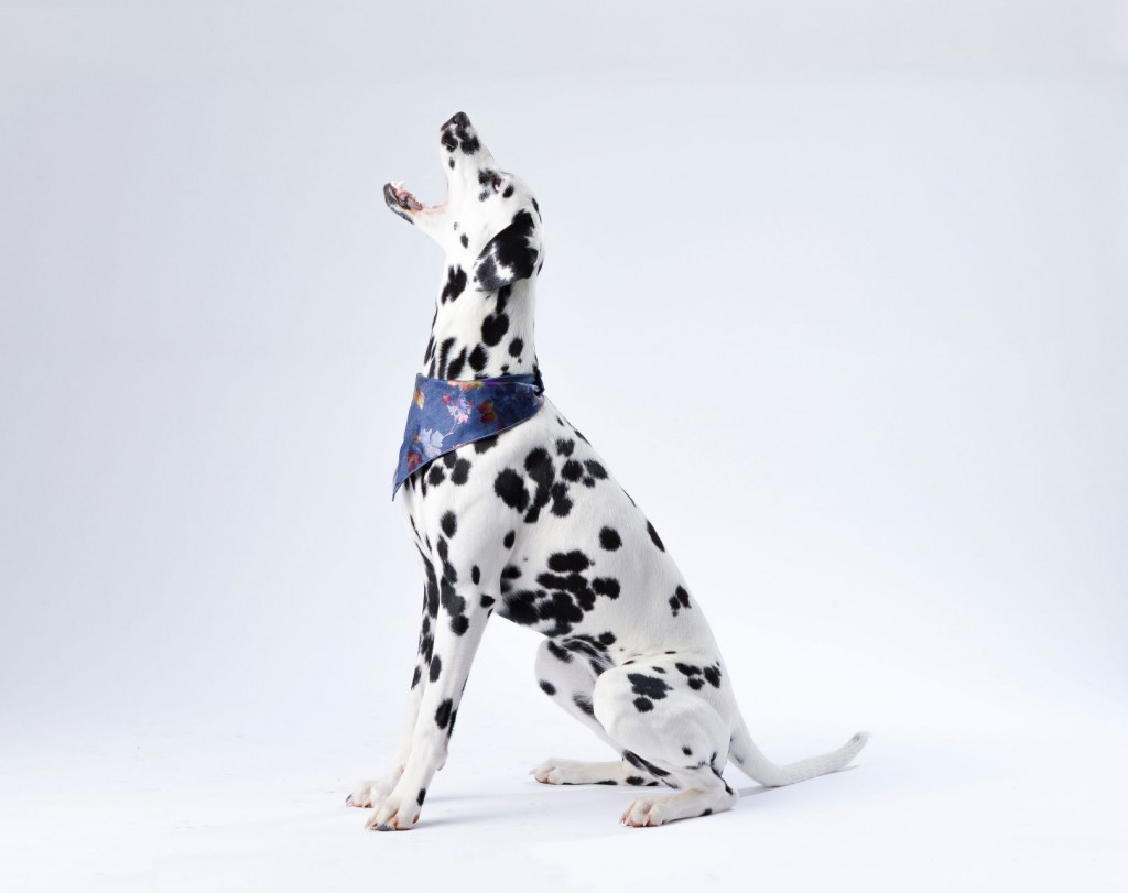 How To Choose The Best Treats To Reward Your Dog