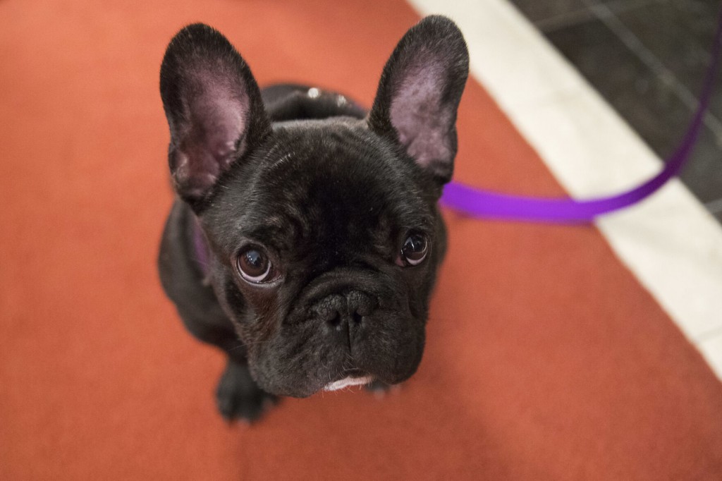 Look Out, Labs: French Bulldogs Now 2nd Most Popular Us Dog. See The New Rankings.