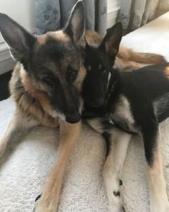Biden’s German Shepherd Has Aggressive Incident And Is Sent Back To Delaware