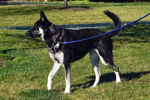 ‘major’ Pain: Biden’s Dog Involved In 2nd Biting Incident