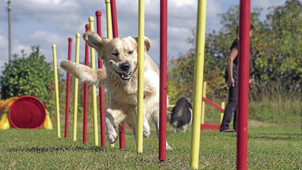 The Benefits Of Dog Agility Training: Here’s What To Know