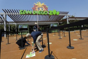 9 Great Apes Get Covid 19 Vaccinations At San Diego Zoo