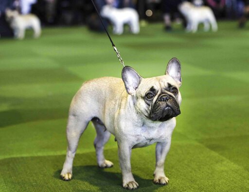 Look Out, Labs: French Bulldogs Now 2nd Most Popular Us Dog