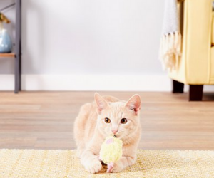 Top 10 Under 10: Toys For Your Cat Or Dog For The Sunnier Days Of Spring