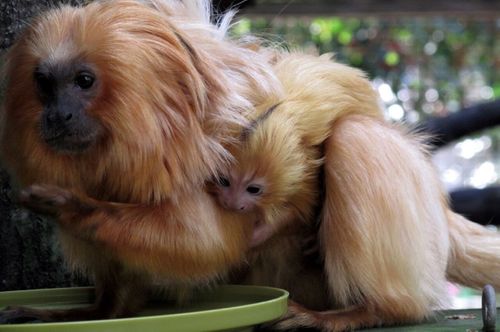 Zoo Atlanta Celebrates Birth Of Golden Lion Tamarin Twins