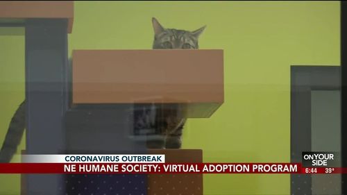 Pet Adoptions Have Gone Virtual In The Pandemic