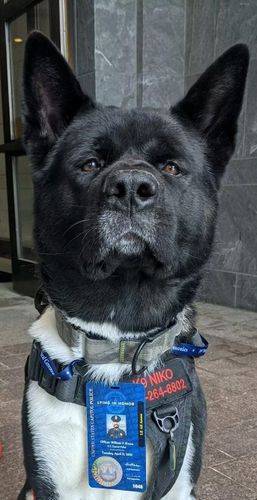 Connecticut Support Dogs Group Visits Dc Capitol Police