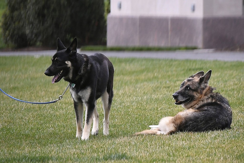 Major Training: Bidens’ Dog Gets Professional Help After Biting Incidents