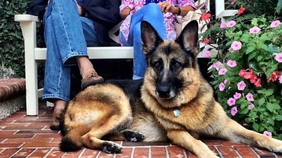 Major Training: Bidens’ Dog Gets Professional Help After Biting Incidents