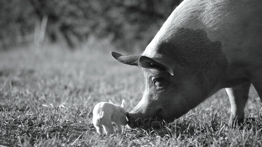 Review: An Intimate, Wordless Portrait Of A Pig In ‘gunda’