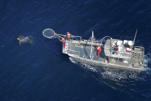 Steep Decline In Giant Sea Turtles Seen Off Us West Coast