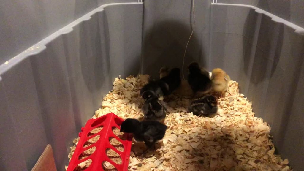 Baby Chicks