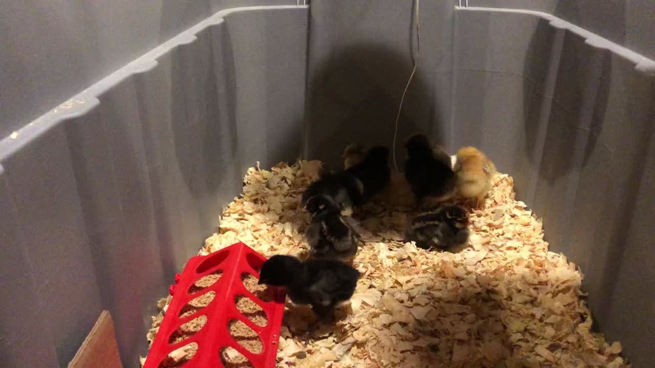 Baby Chicks