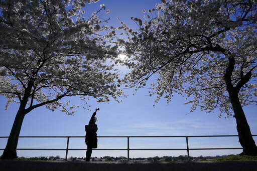 It’s Cherry Blossom Season, But Dc Isn’t Ready To Open Up