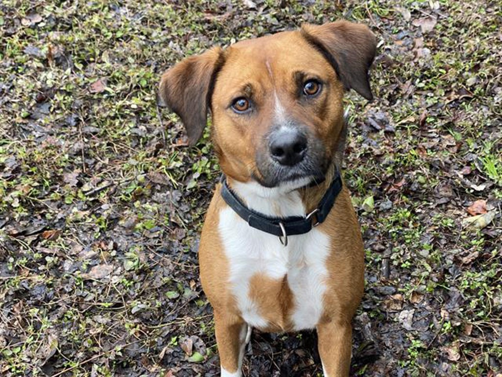 After 400+ Days In Texas Shelter, Dog Returned After One Day With New Owners