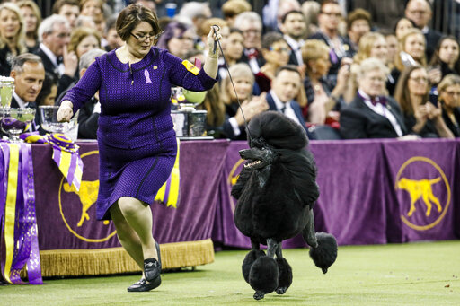 Westminster Dog Show To Return To Nyc In January 2022