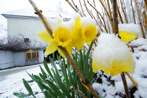 Heavy, Wet Snow Shows Another Side Of Spring In New England