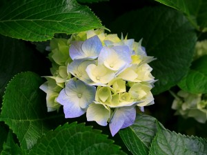 Test Image Jpg
