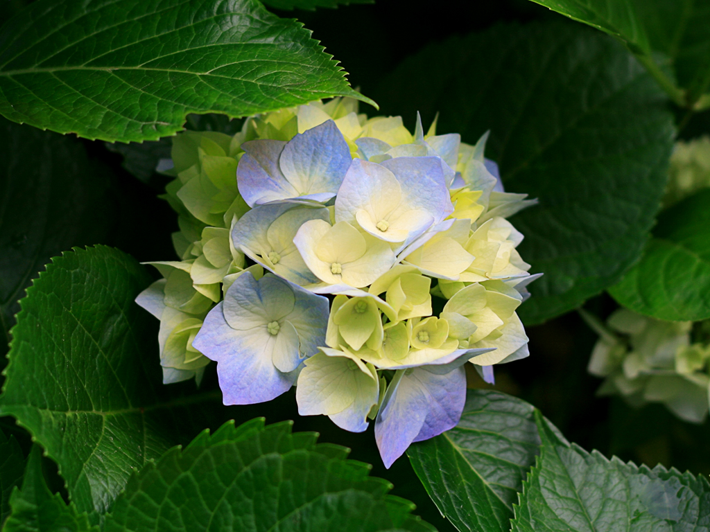 Test Image Jpg