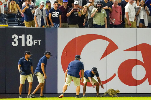 Elusive Kitten, Orioles Hittin’ In 7 1 Romp Over Yankees