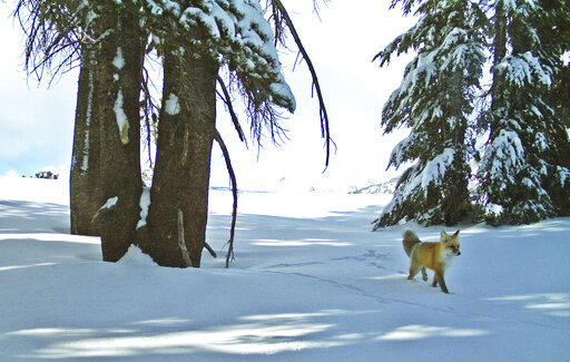 Sierra Nevada Red Fox To Be Listed As Federally Endangered