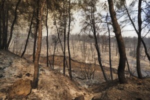 Greek Island Residents Flee Wildfire By Sea; Eu Sends Help