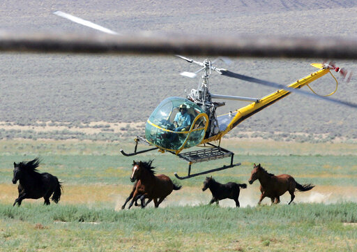 Us Plans 50% More Wild Horse Roundups Amid Western Drought
