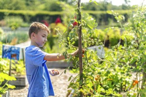 Schools Find Ways To Keep Gardening Lessons Blooming