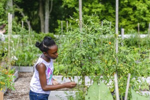 Schools Find Ways To Keep Gardening Lessons Blooming