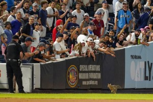 Elusive Kitten, Orioles Hittin’ In 7 1 Romp Over Yankees