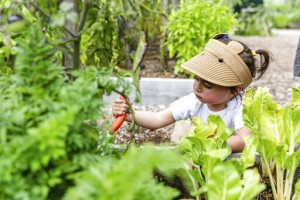 Schools Find Ways To Keep Gardening Lessons Blooming