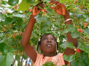 Schools Find Ways To Keep Gardening Lessons Blooming