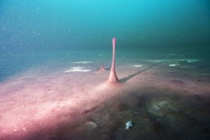 New Theory: Earth’s Longer Days Kick Started Oxygen Growth