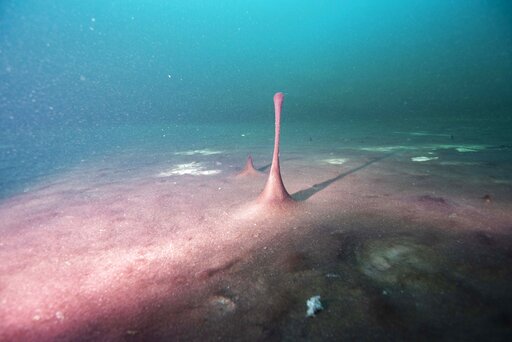 New Theory: Earth’s Longer Days Kick Started Oxygen Growth