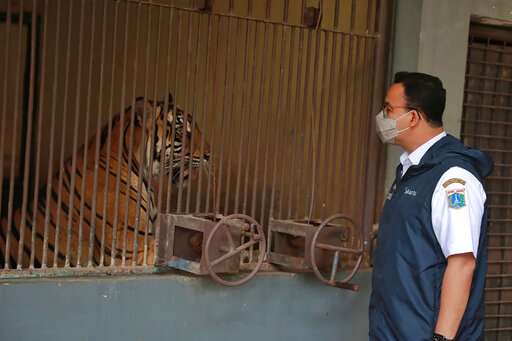 2 Rare Sumatran Tigers Recovering After Catching Covid 19