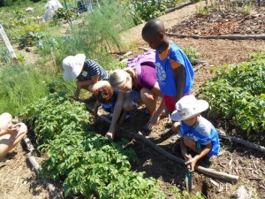 Schools Find Ways To Keep Gardening Lessons Blooming