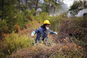 Turkey’s Govt Tells Skeptics Burned Areas Will Be Reforested