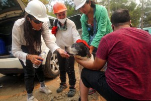 Turkey’s Govt Tells Skeptics Burned Areas Will Be Reforested