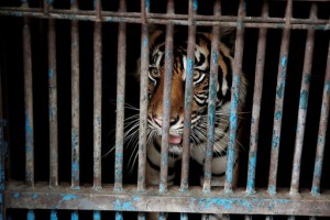 2 Rare Sumatran Tigers Recovering After Catching Covid 19