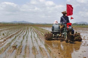 Seoul: North Korea Releases Army Rice Reserves Amid Shortage