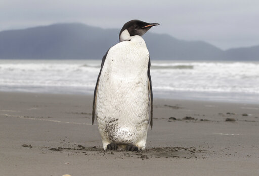 Melting Ice Imperils 98% Of Emperor Penguin Colonies By 2100