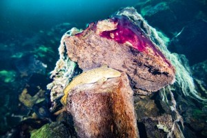 New Theory: Earth’s Longer Days Kick Started Oxygen Growth
