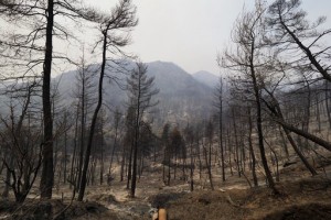 Forest Fires Rage In Greece; Blaze North Of Athens Rekindles