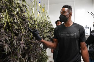 Calvin Johnson Aims To Change Game With Cannabis Business