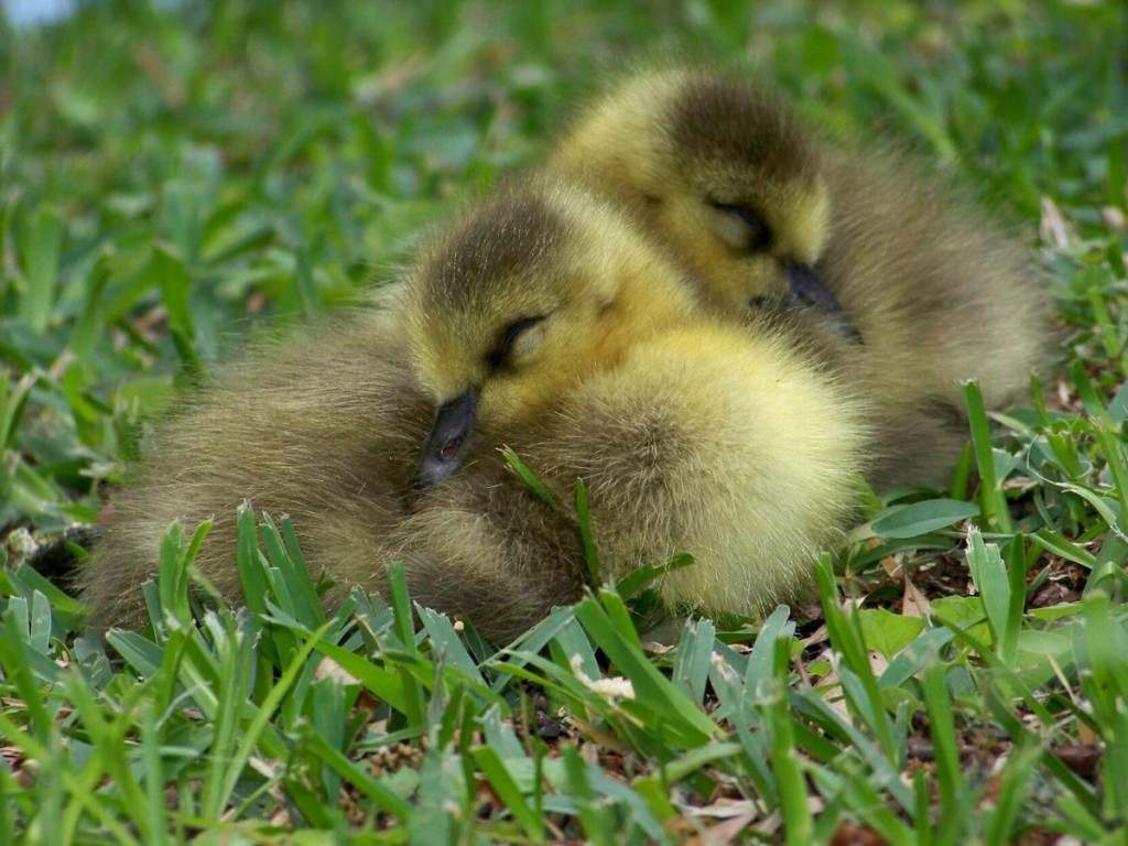 Baby Chicks