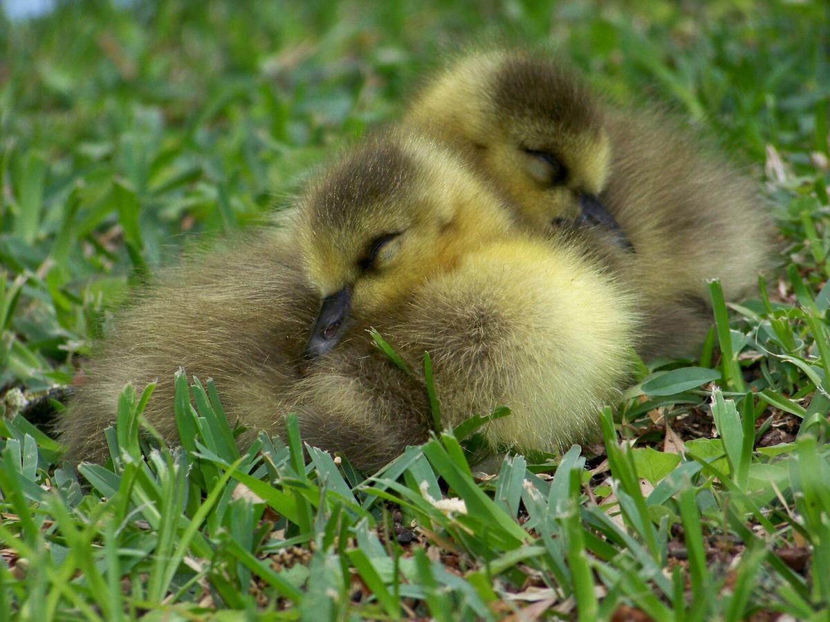Baby Chicks