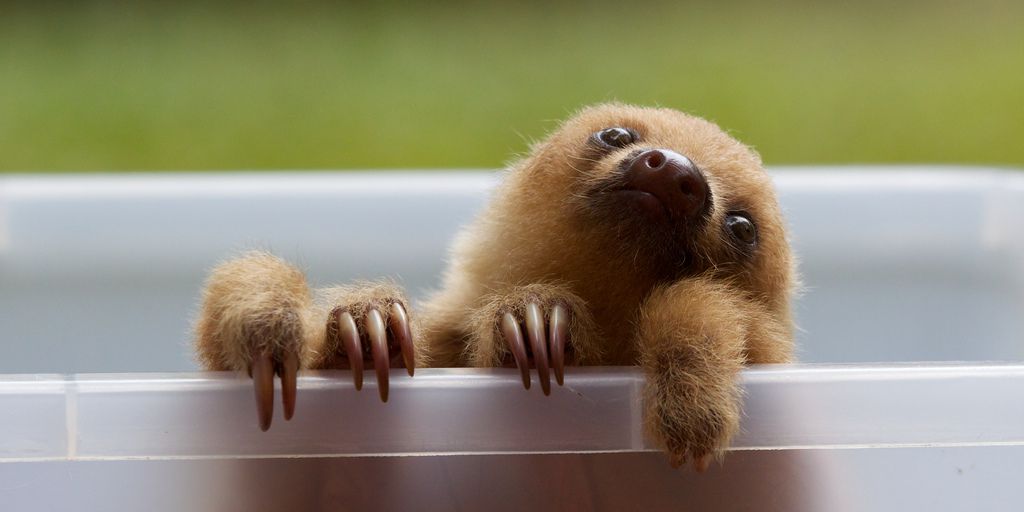 Baby Sloth