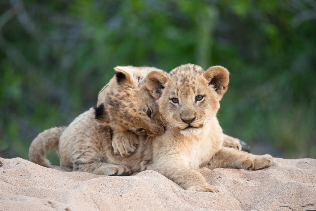 Lion Cubs