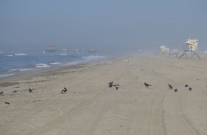 Major Oil Spill Fouls Beaches, Kills Wildlife Off Southern California Coast