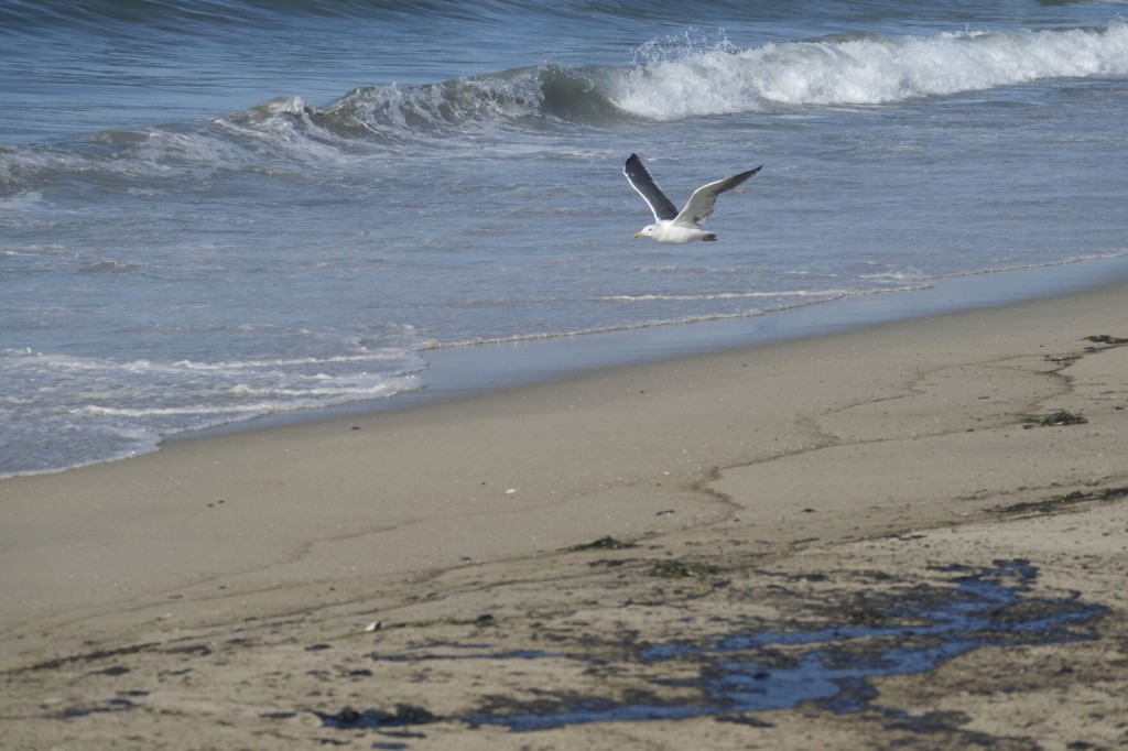 Major Oil Spill Fouls Beaches, Kills Wildlife Off Southern California Coast